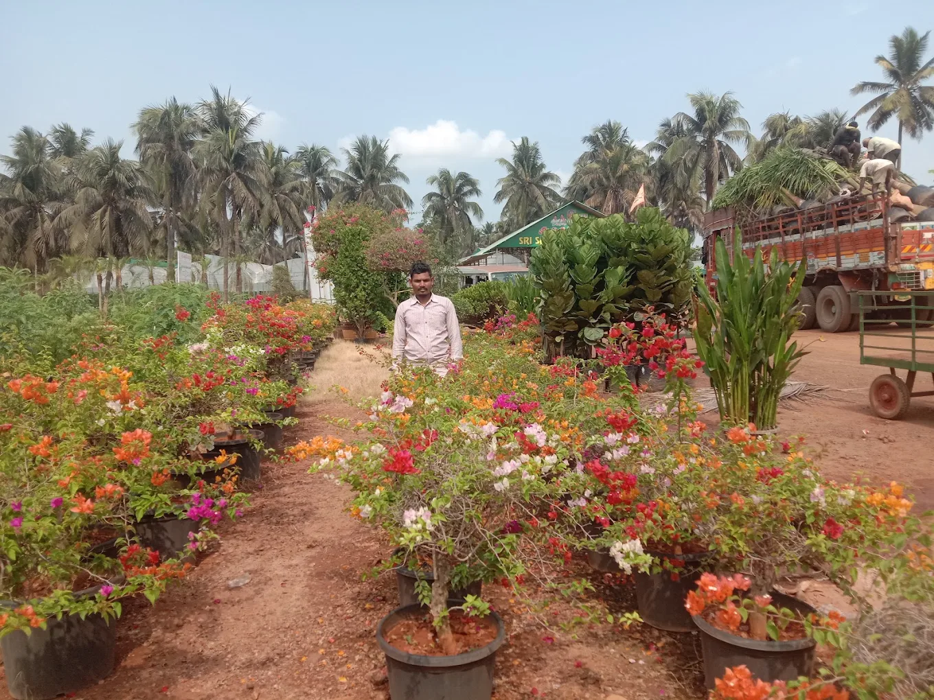 Flowering Plants